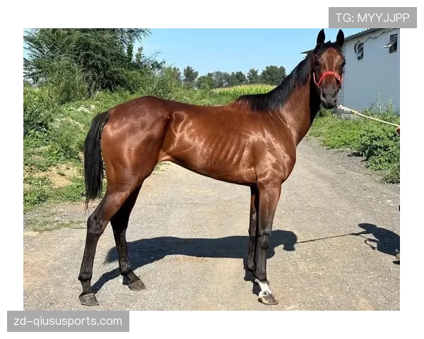 富里睡醒发现自家马场又多两匹纯血马，这月第几次了？